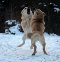 Ruska & Peppi 1/2016