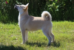 15 vko