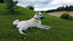 Else 4,5 kk