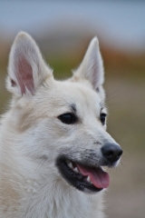 Estelle (Fiona) 6 kk (c) A. Rekil&auml;-Suni