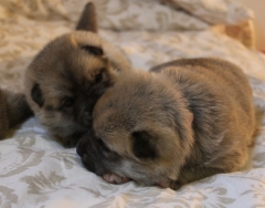 Frieda & Friija 2,5 vkoa
