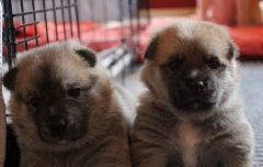 Fanny & Frieda 3 vkoa