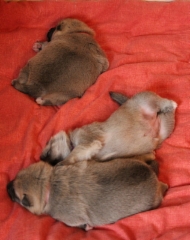 3 vkoa