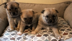 Fanny, Frieda, Friija 3,5 vkoa