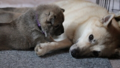 Fanny & Ruska mamma 