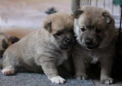 Frieda & Fanny 3,5 vkoa