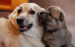 Ruska & Fanny