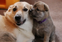 Ruska & Fanny