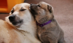 Ruska & Fanny