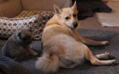 Friija & Ruska 