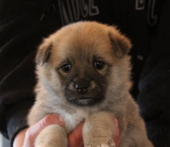 Frieda (punainen) 4 vkoa