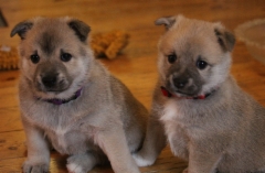 Fanny & Frieda 5 vkoa