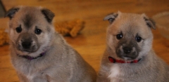 Fanny & Frieda 5 vkoa