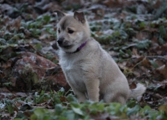 6 vkoa