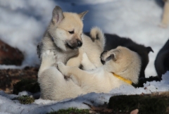 5,5 vkoa