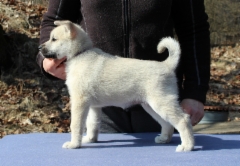 Greta-Berta 7 vkoa