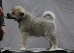 Isac (rusk) 7 vkoa