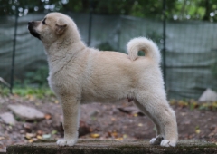 Hercules 9 vkoa