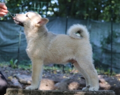 Igor (musta) 10 vkoa