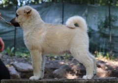 Hercules (vihre&auml;) 10 vkoa