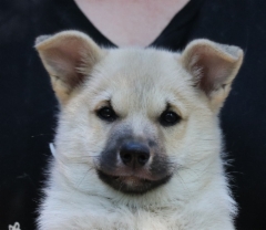 Hercules (vihre&auml;) 10 vkoa