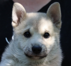 Isac (ruskea) 10 vkoa