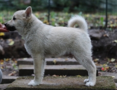Isac (ruskea) 11 vkoa