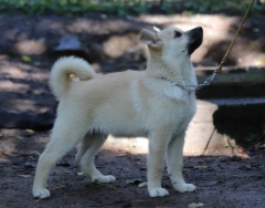 Hercules (vihre&auml;) 13 vkoa