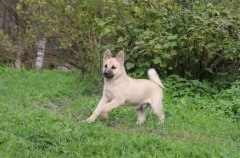 Igor 13 vkoa