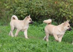 Igor & Ivar 13 vkoa