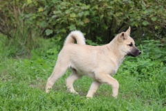 Igor 13 vkoa