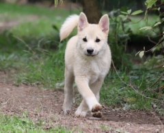 Isac 13 vkoa