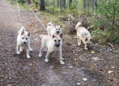 Mets&auml;ss&auml;