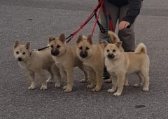 Isac, Igor, Ivar, Hercules 13 vkoa