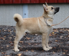 Ivar 14 vkoa