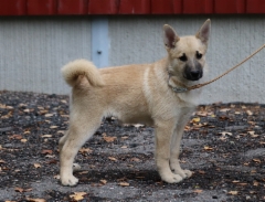 Ivar 14 vkoa