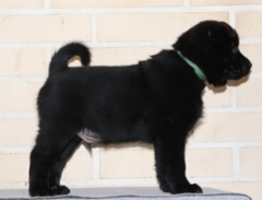 Karolus Malacathsson 6 vkoa