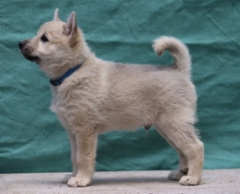 Lancelot Brave Ghostsson (sin) 7 vkoa
