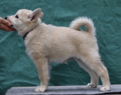 Lila 9 vkoa