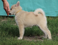 10 vkoa