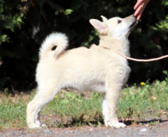 Punainen 12 vkoa 