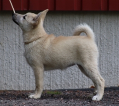 Punainen 3 kk