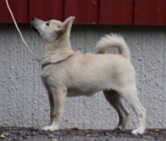 Punainen 14 vkoa
