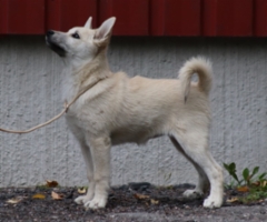 Punainen 14 vkoa