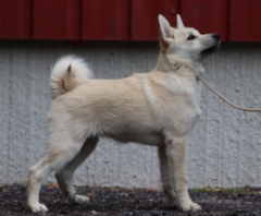 Vihre&auml; 17 vkoa