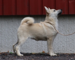 Punainen 17 vkoa