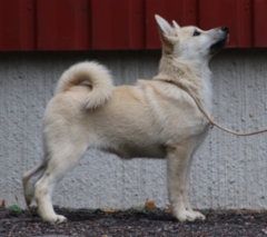 Punainen 17 vkoa