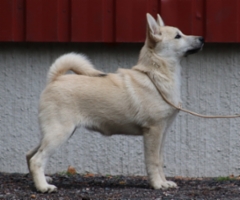 Punainen 17 vkoa