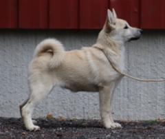 Punainen 17 vkoa