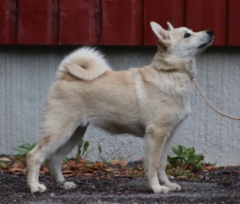 Lila 17 vkoa